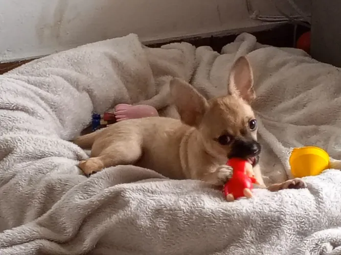 Bebê Chiuahua