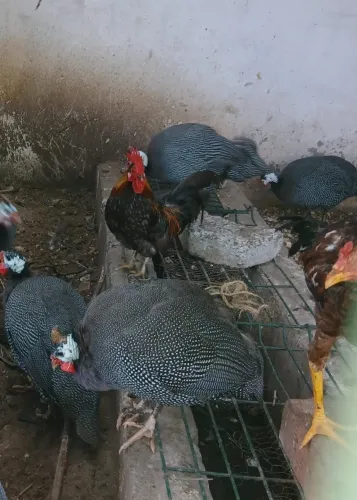 Galinha da Angola, Saquê
