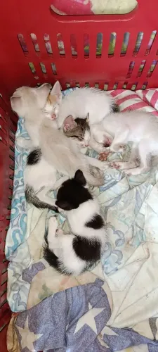 Gatinhos para adoção!