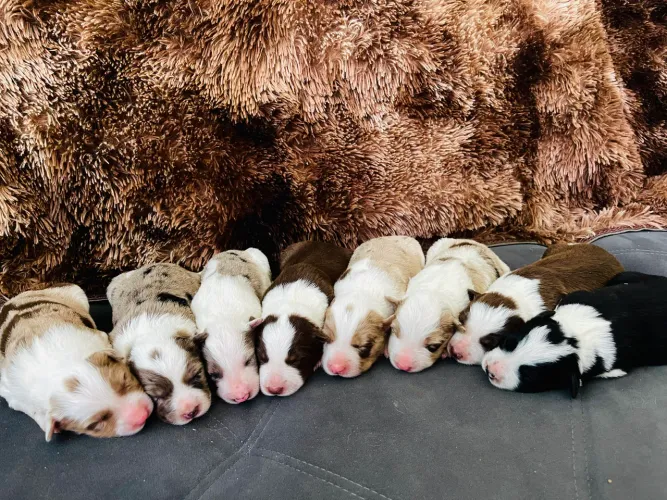 FILHOTES DE BORDER COLLIE