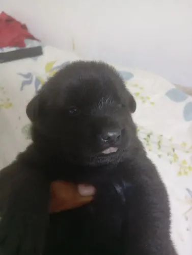 Vendo filhote de cachorro da raça chow chow língua roxa