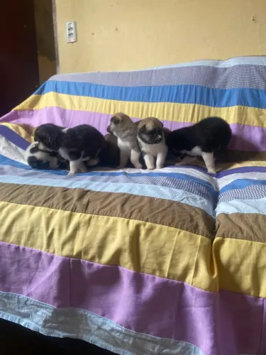Vendemos filhotes de husky Siberiano