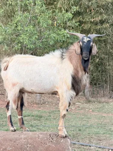 Animal bode de ótima qualidade