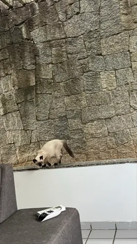 Doação Gatinho siamês 