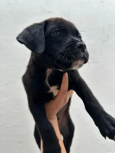 Adoção cachorro goldenbully