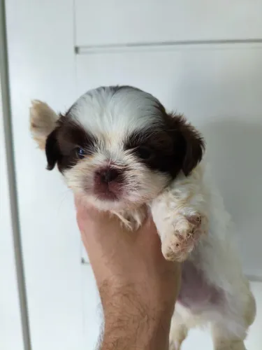 Lindos filhotes de Shih Tzu macho