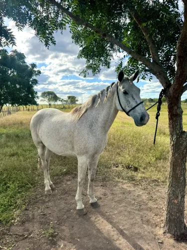 Cavalo