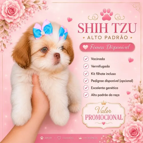 Shih tzu femea
