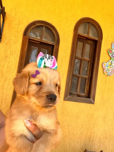 Filhotes puros a pronta entrega pedigree Golden Retriever 