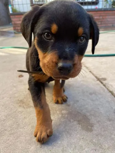 Rottweiler Um pet que vai trazer ainda mais vida para sua casa