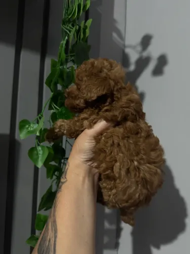 Poodle Toy Red pequeno e encantador