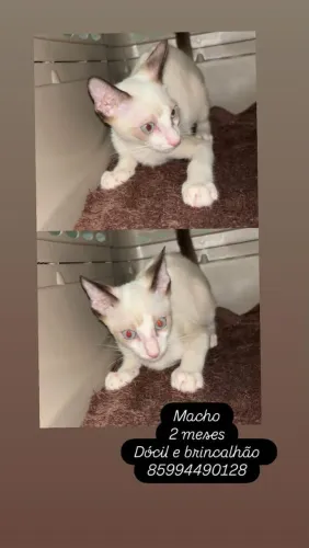 Gatinho macho