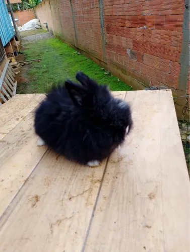 Mini lion head