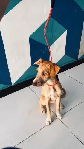 Cachorrinha pra adoção ( fiapo de manga ) 
