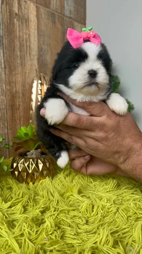 Fêmea ShihTzu