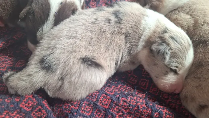 Fêmea blue merle