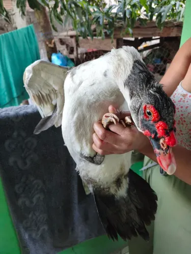 Pato