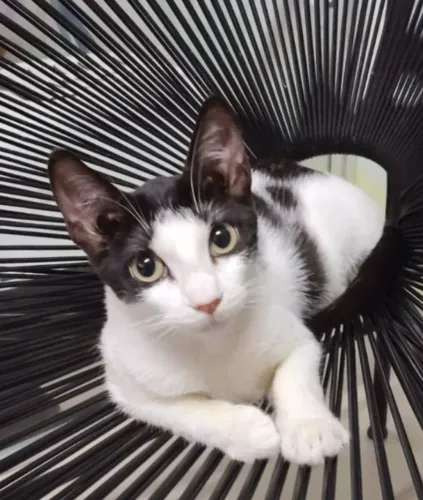 Linda Gatinha Frajola para Adoção Responsável