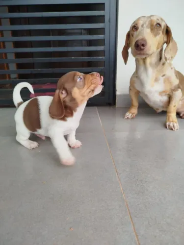 Dachshund