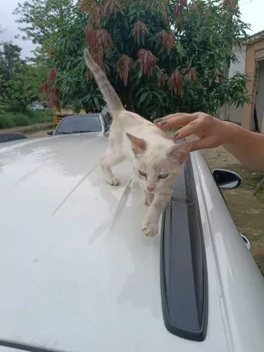Gata para doação