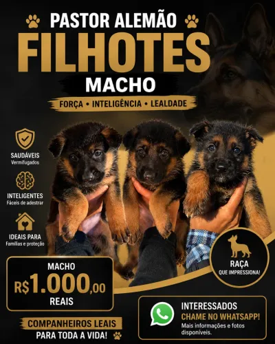 ? FILHOTES DE PASTOR ALEMÃO MACHOS DISPONÍVEIS ?