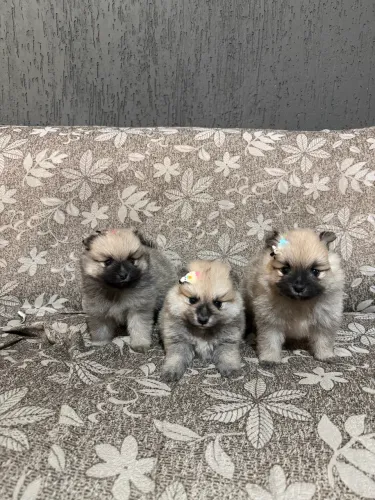 Filhote de lulu da pomerania
