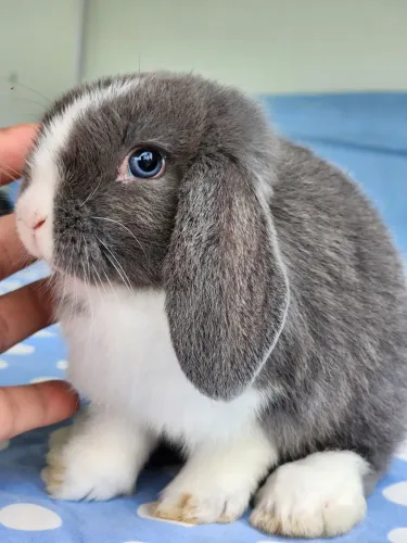 Mini Coelhos em Santa Catarina