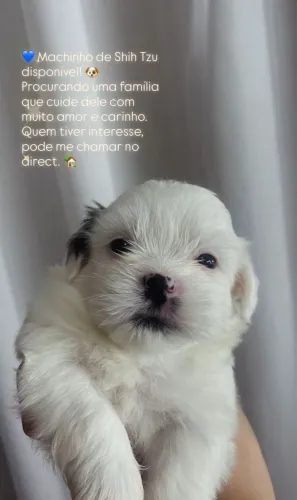 Vendo filhotes de Shih Tzu ?