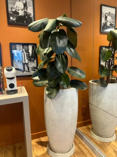 Vaso de cimento jumbo com planta ficus