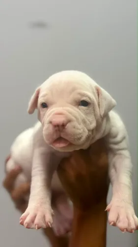 Pitbull