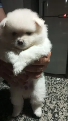 Cachorro spitz alemão 
