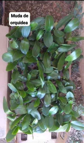 Muda de orquídeas