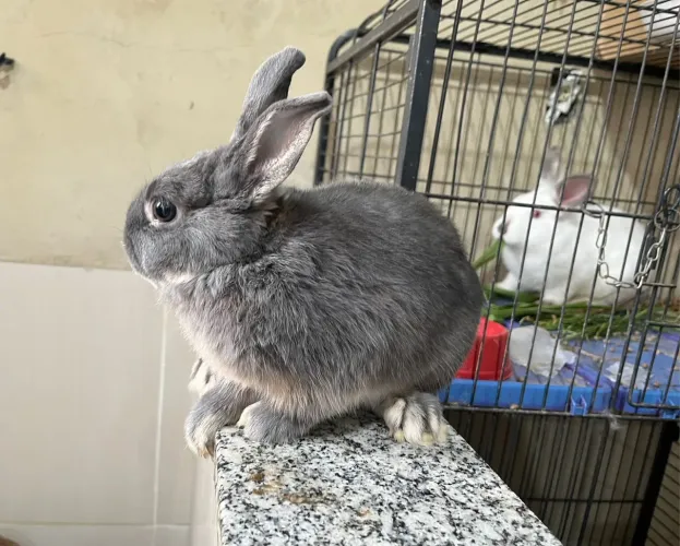 Coelho Netherland Dwarf micro