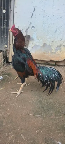 Galo Índio
