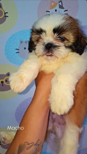 Shihtzu macho
