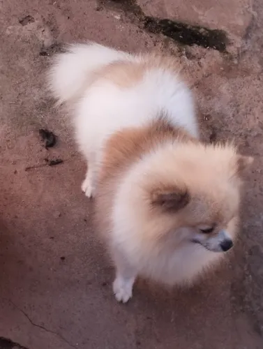 Lulu fêmea 