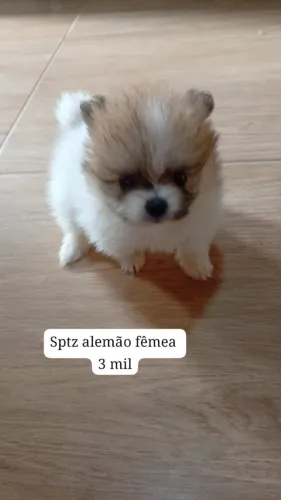 Sptz alemão macho e fêmea 