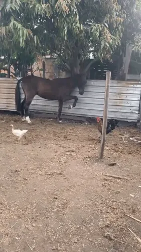 Cavalo  trota e guinilha bom de charrete 
