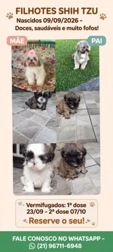 Vende se filhotes de Shih tzu