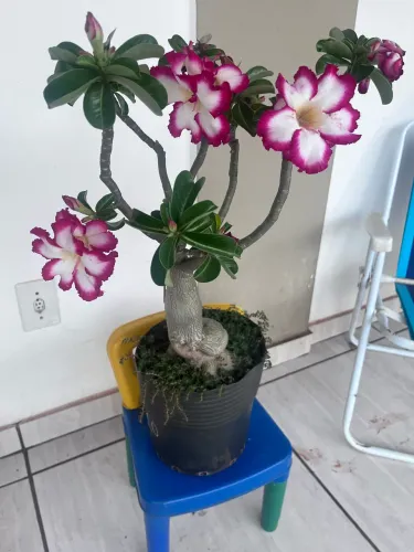 Rosa do deserto grande