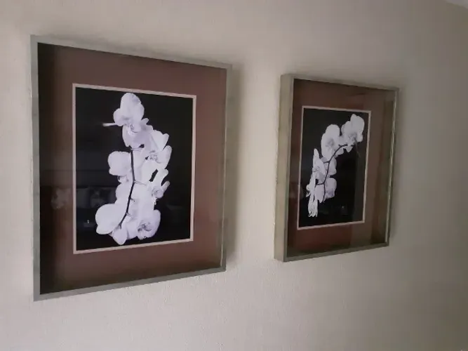 Quadros de orquídeas brancas