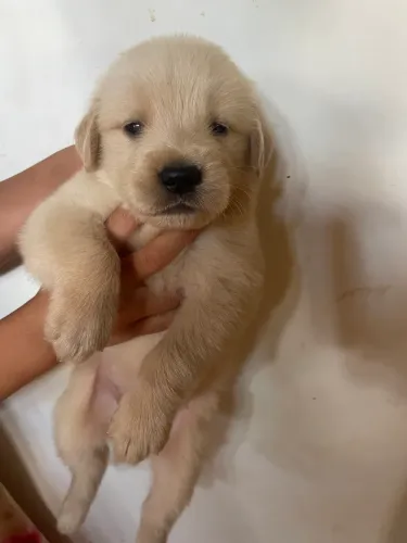 Golden Retriever