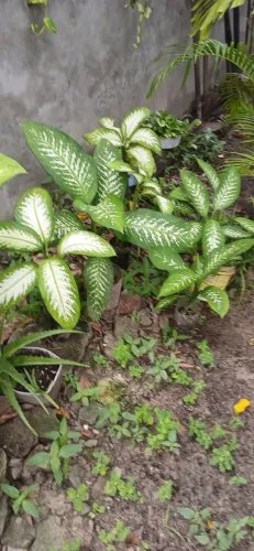 Plantas  comigo ninguém pode 