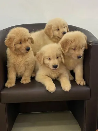 Filhote Golden Retriever, Diga sim para um amor leal e verdadeiro!