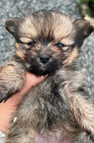 Cachorro