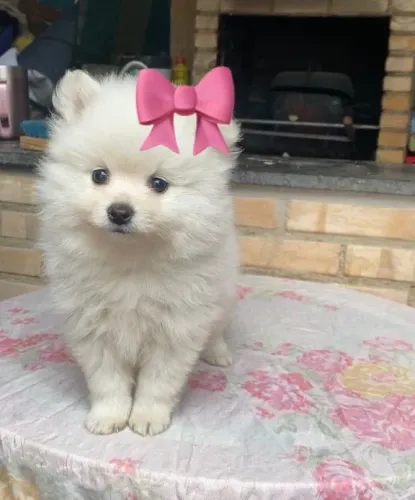 Lulu da pomerania branco parcelamos até 21 vezes sem juros 