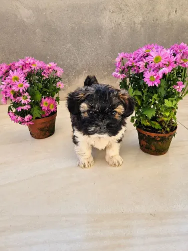 Filhote de Lhasa apso