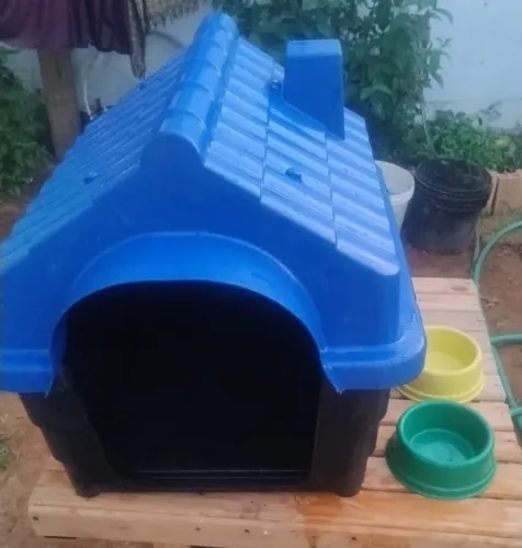 Carinha de cachorro porte médio