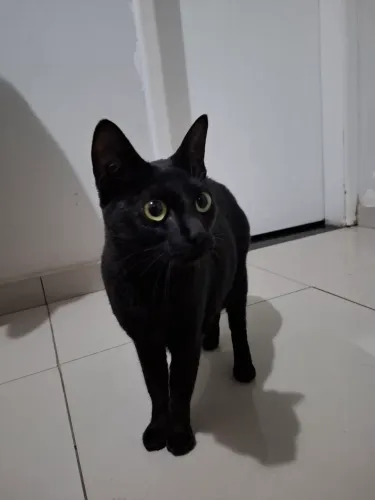 Doação de gata preta