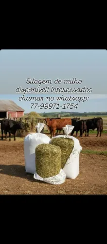 Silagem de milho